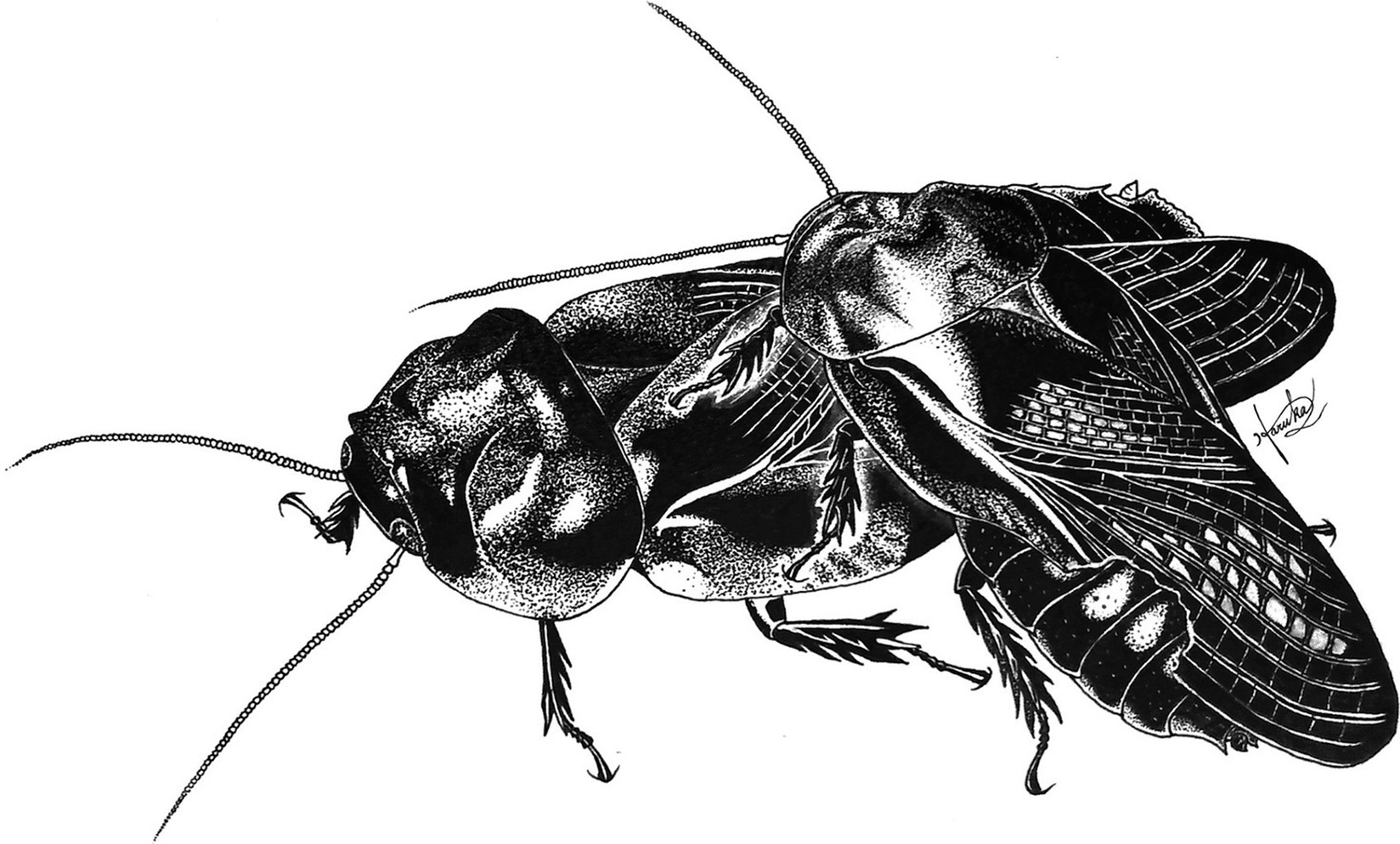 Cockroaches Eat Each Other After Sex and Here's Why Cockroaches Eat Each Other After Sex and Here's Why