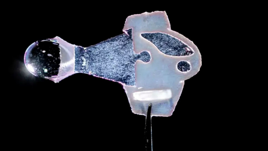 Watch robotic fish swimming to the beat of human heart cells - Vimarsana News