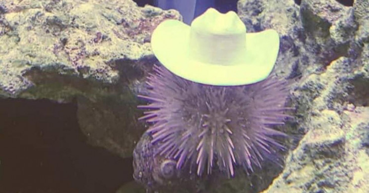 Sea Urchins Love Hats, So Couple 3D Prints Cowboy Hats for Them