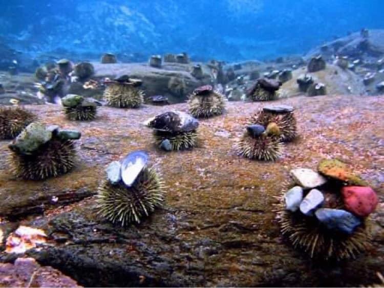 Sea Urchins Love Hats, So Couple 3D Prints Cowboy Hats for Them Sea Urchins Love Hats, So Couple 3D Prints Cowboy Hats for Them
