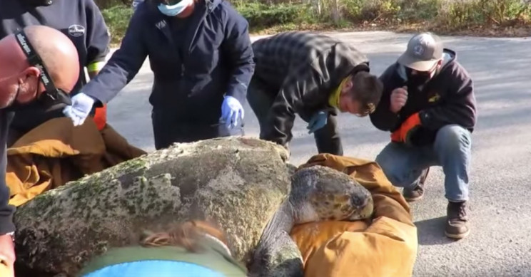 Cold Stunned 350 Pound Loggerhead Turtle Dies After Rescue Ie