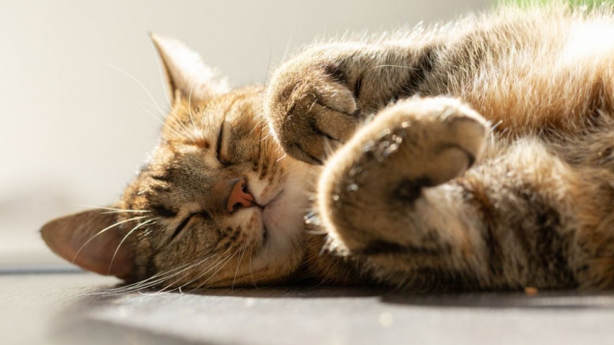 get a cat to like you