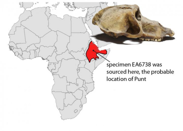 3,300-Year-Old Baboon Skull Leads Researchers to Ancient Kingdom 3,300-Year-Old Baboon Skull Leads Researchers to Ancient Kingdom
