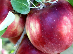 Long-Awaited Debut of New Apple Variety, Cosmic Crisp, Finally Hits Markets