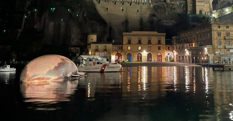 One of Med’s Possibly Largest Whales Found Dead off Italy’s Coast