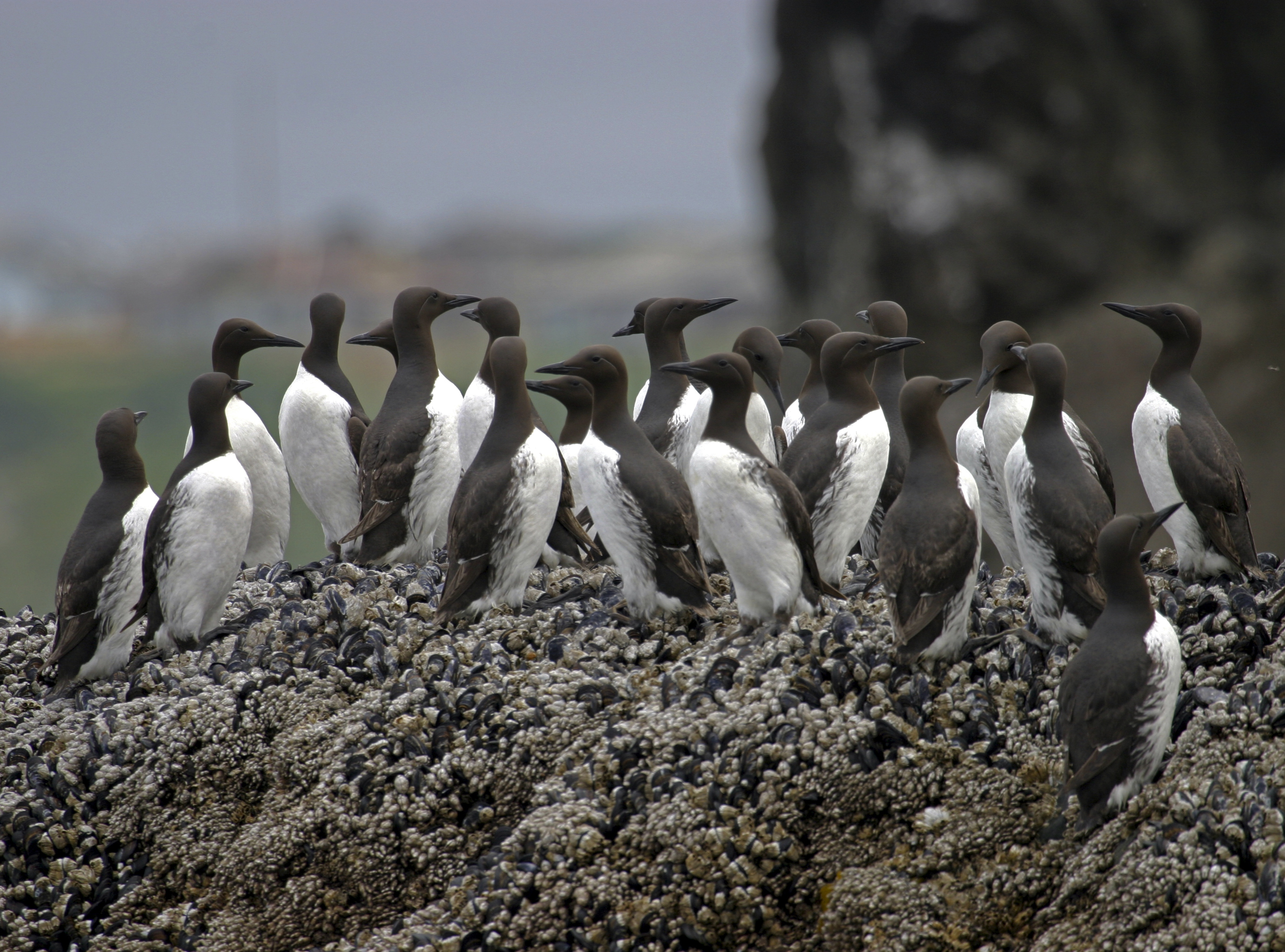 How a Massive Marine Heatwave Known as "The Blob" Killed 1 Million Seabirds in the U.S. How a Massive Marine Heatwave Known as "The Blob" Killed 1 Million Seabirds in the U.S.