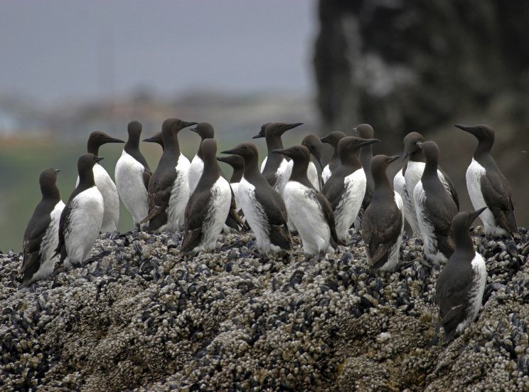 How a Massive Marine Heatwave Known as "The Blob" Killed 1 Million Seabirds in the U.S.