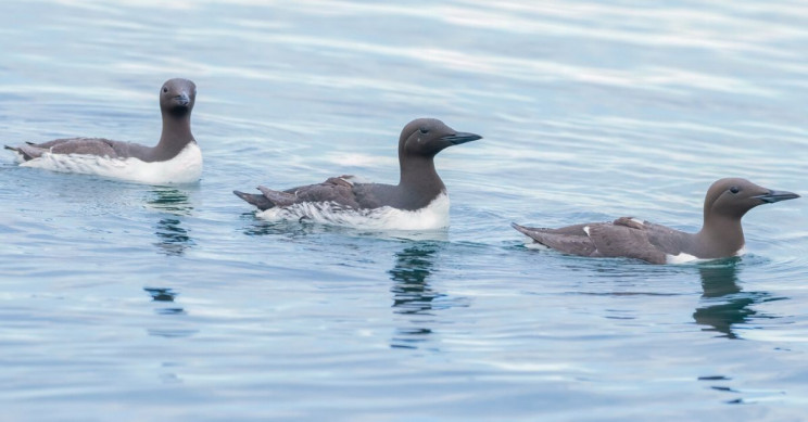 How a Massive Marine Heatwave Known as "The Blob" Killed 1 Million Seabirds in the U.S.
