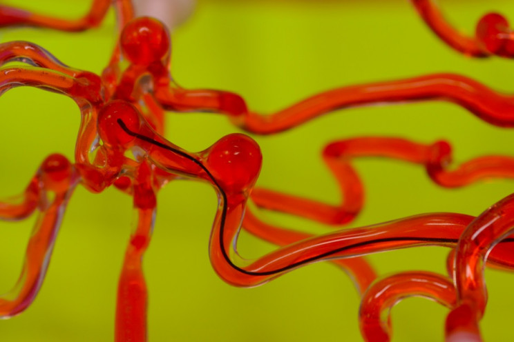 Researchers Create Thread-Like Robot That Could Be Used To Treat Clots in the Brain