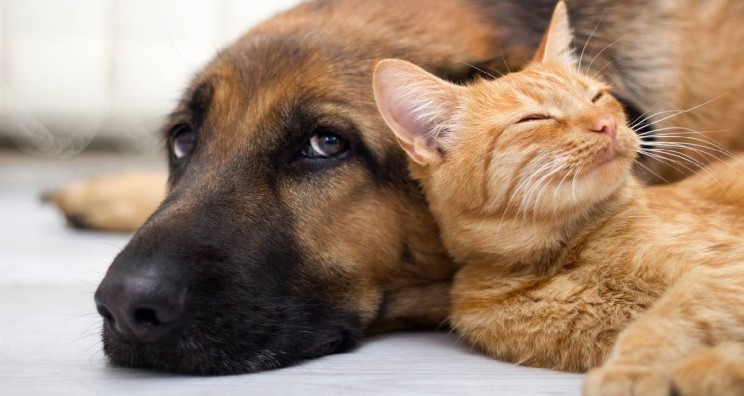 Wearable Tech For Pets Keeps Them Safe and Sound