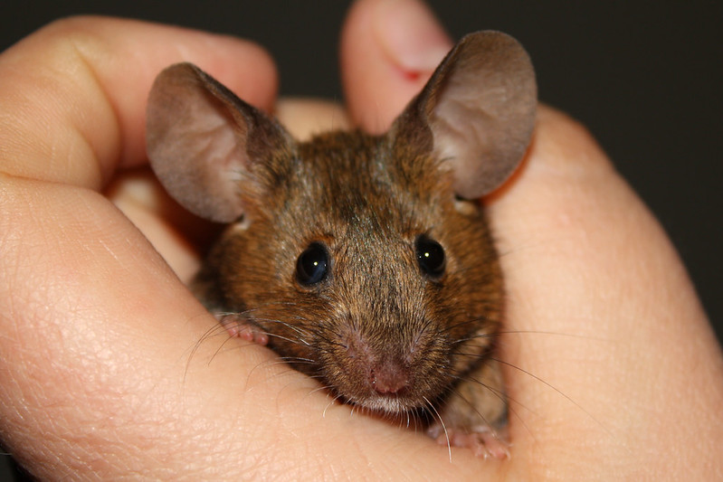 animal comms mice