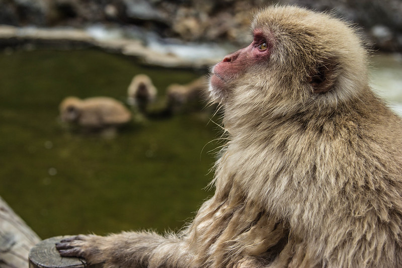 can animals reason monkey
