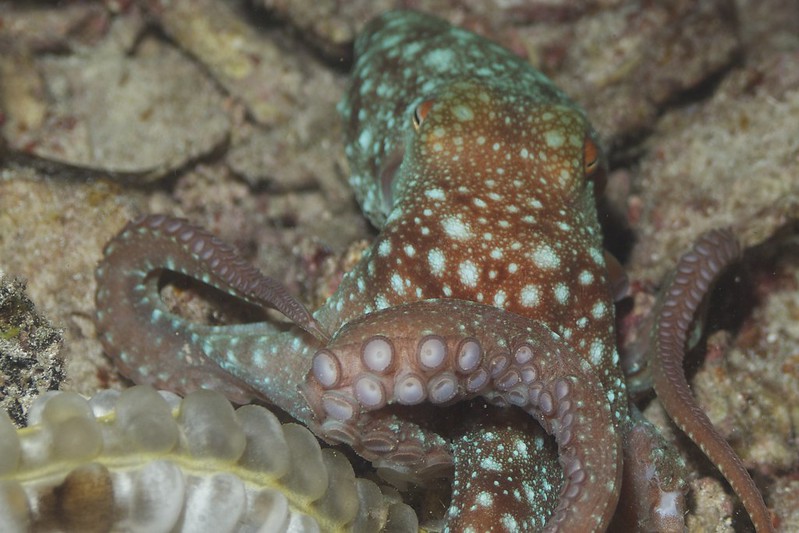 can animals think octopus