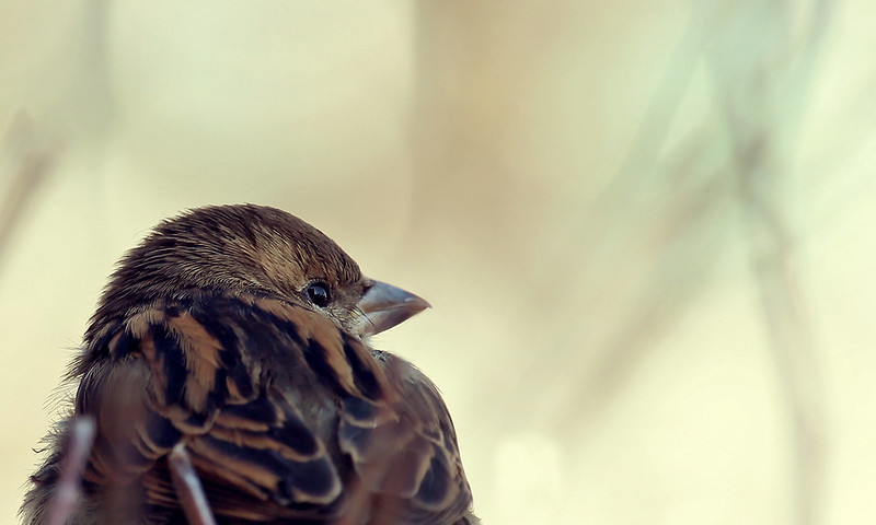 do animals think birds