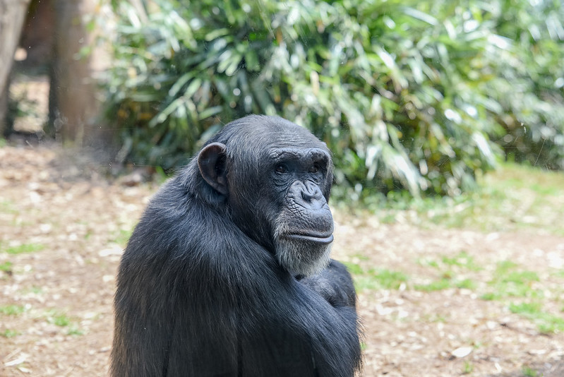 do animals think chimp