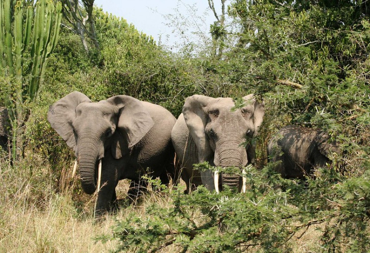 elephants and empathy