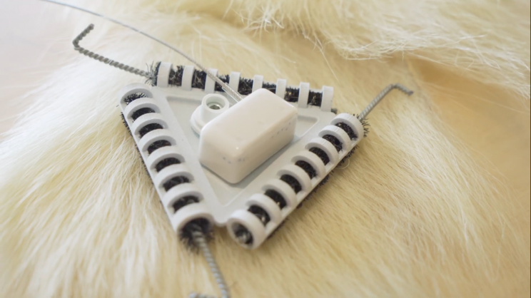 New Stick-On Tech Could Solve Polar Bear Tracking Problem New Stick-On Tech Could Solve Polar Bear Tracking Problem