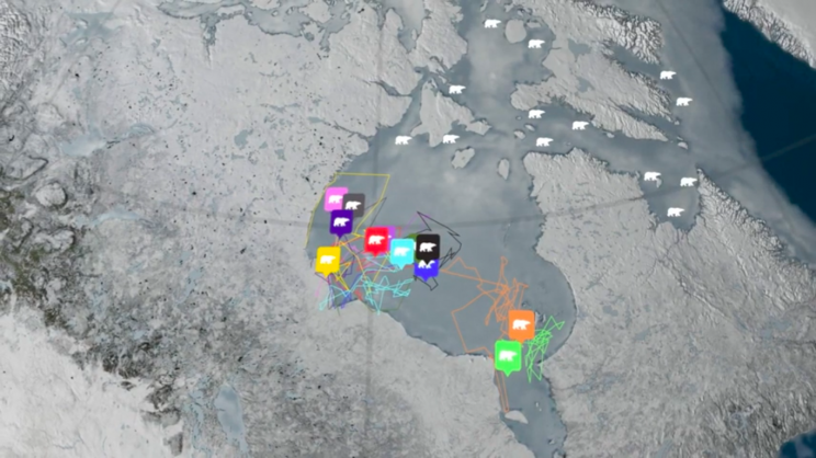 New Stick-On Tech Could Solve Polar Bear Tracking Problem New Stick-On Tech Could Solve Polar Bear Tracking Problem