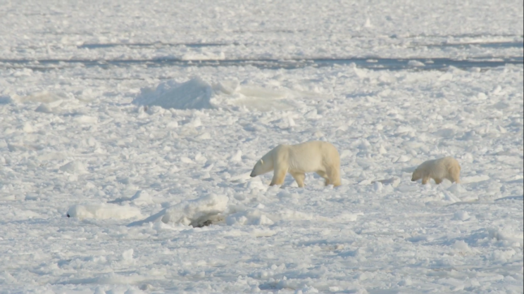 New Stick-On Tech Could Solve Polar Bear Tracking Problem New Stick-On Tech Could Solve Polar Bear Tracking Problem