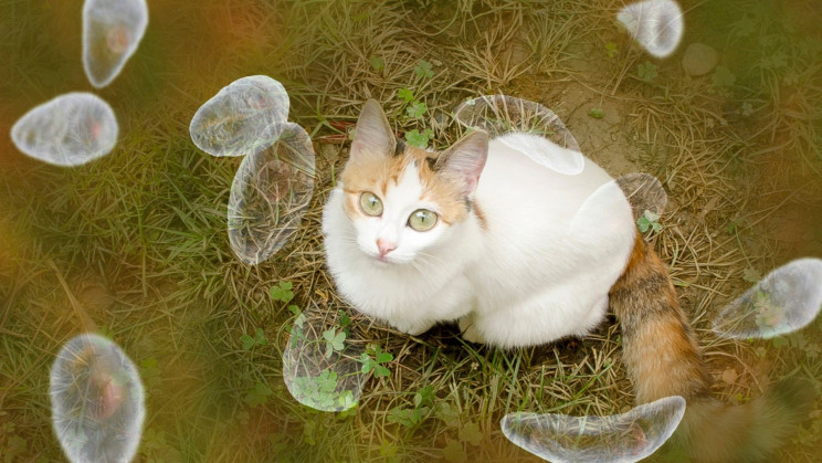 cat feces while pregnant