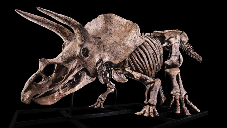 World's Largest Triceratops Skeleton Is Up for Auction