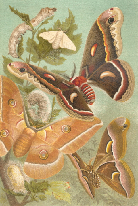Chinese silk moths Chinese silk moths