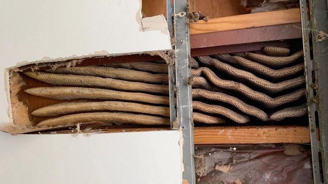 8-Foot-Long Beehive Discovered inside the Walls of an Apartment 8-Foot-Long Beehive Discovered inside the Walls of an Apartment