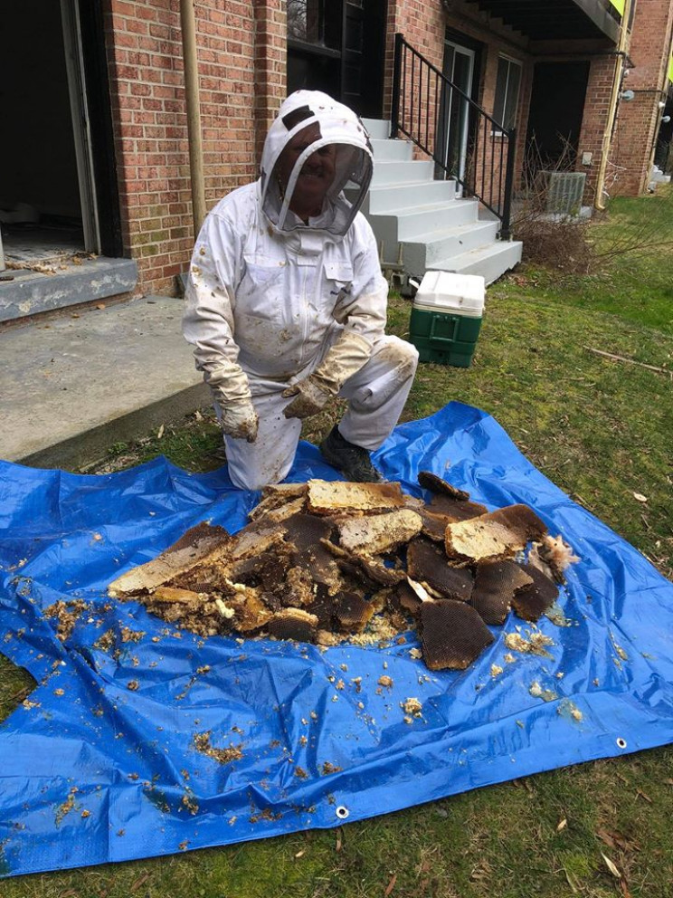 8-Foot-Long Beehive Discovered inside the Walls of an Apartment 8-Foot-Long Beehive Discovered inside the Walls of an Apartment