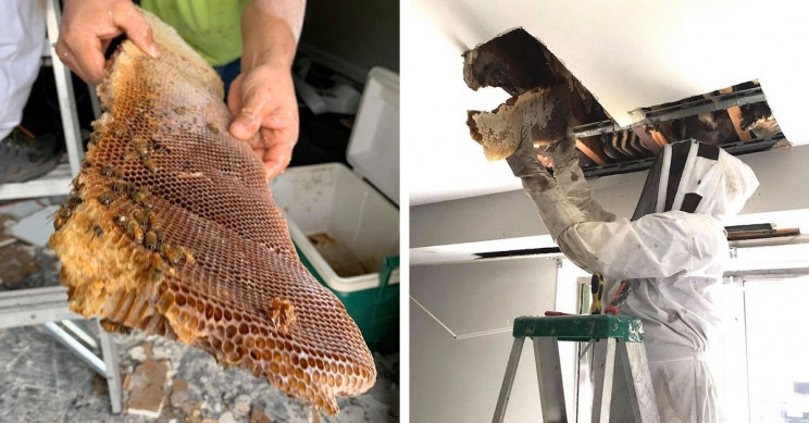 8-Foot-Long Beehive Discovered inside the Walls of an Apartment