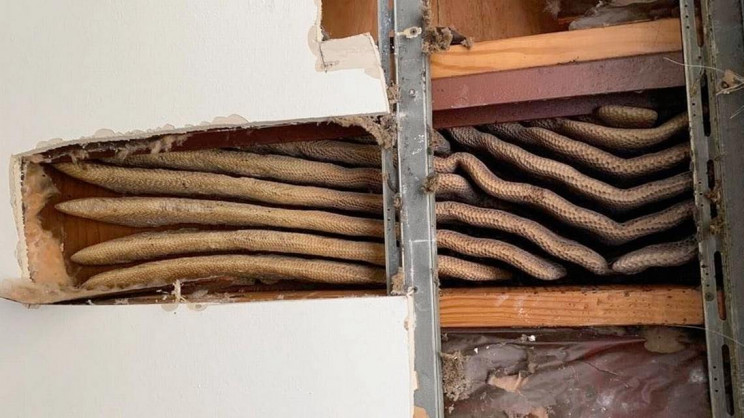 8-Foot-Long Beehive Discovered inside the Walls of an Apartment 8-Foot-Long Beehive Discovered inside the Walls of an Apartment