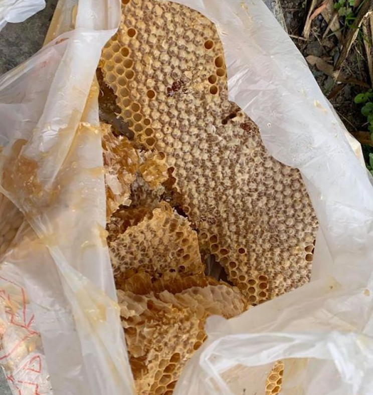 8-Foot-Long Beehive Discovered inside the Walls of an Apartment 8-Foot-Long Beehive Discovered inside the Walls of an Apartment