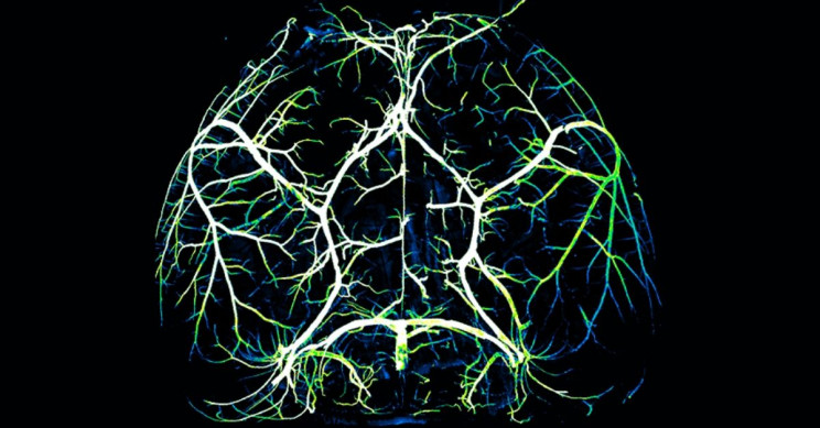 Harvard Scientists Found Crucial Mechanism for Blood Flow in Brain