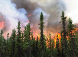 Arctic Wildfires and Their Effects on Our Planet