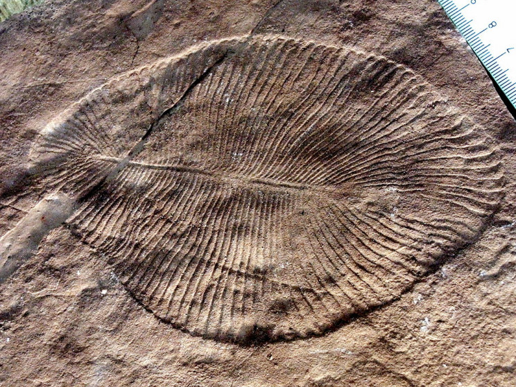 ediacaran dickinsonia