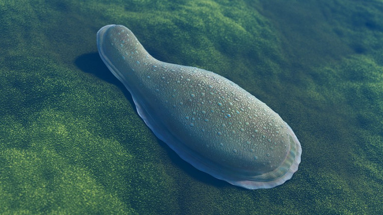 Ediacaran kimberella