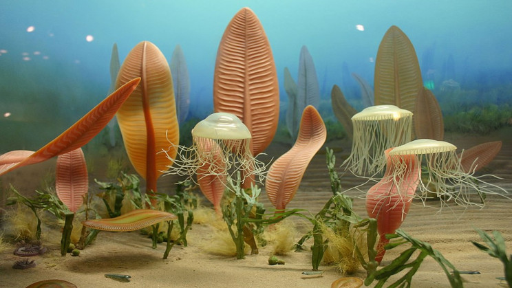 Thought the Cambrian explosion was weird? Check out the Ediacaran