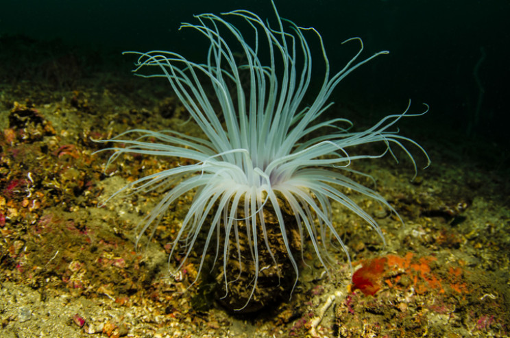 Sharks Are Outdated, Cnidaria Is Going to Be Your New Nightmare