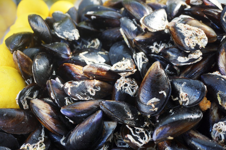 Mussels Inspire Research to Clean Oil Spills, Contaminated Water