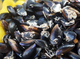 Mussels Inspire Research to Clean Oil Spills, Contaminated Water