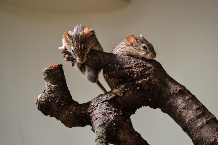 Studies Show Animals ‘’Sync’’ During Social Interactions, Just like Humans