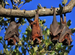Studies Show Animals ‘’Sync’’ During Social Interactions, Just like Humans