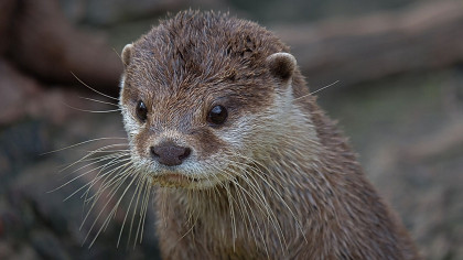 Now Otters Test Positive for COVID-19 in Georgia