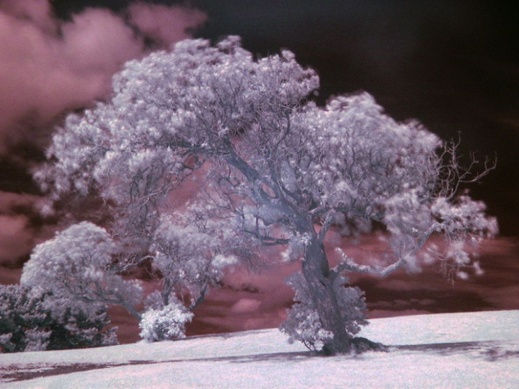 Tree in near-infrared Tree in near-infrared