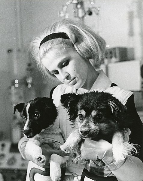 animals in space dogs