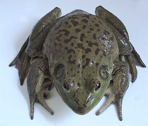 animals in space frogs