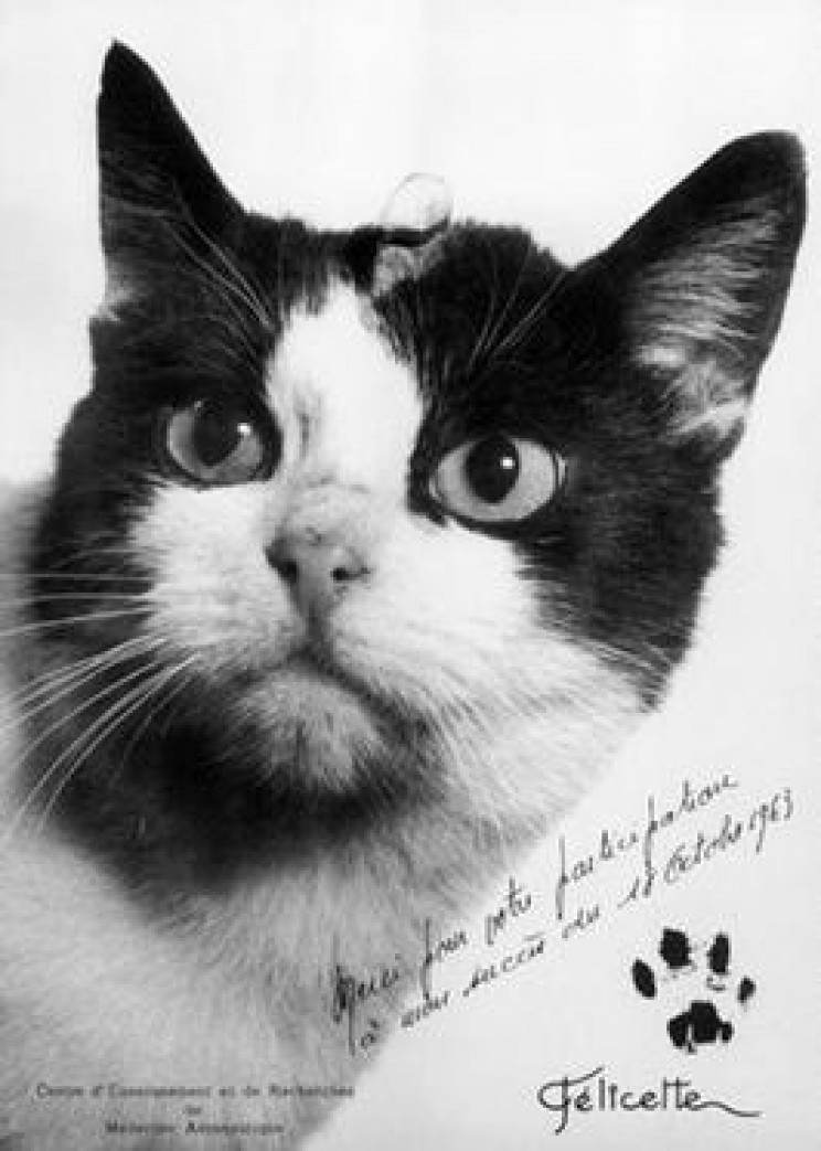 animals in space cat