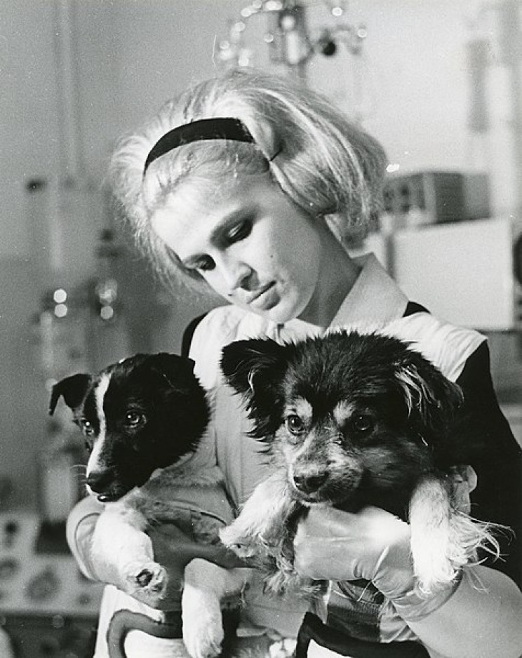 animals in space dogs