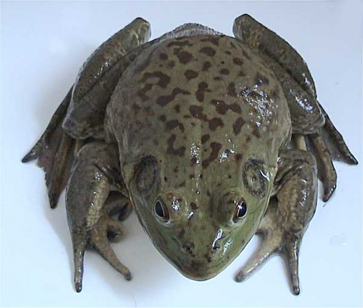 animals in space frogs