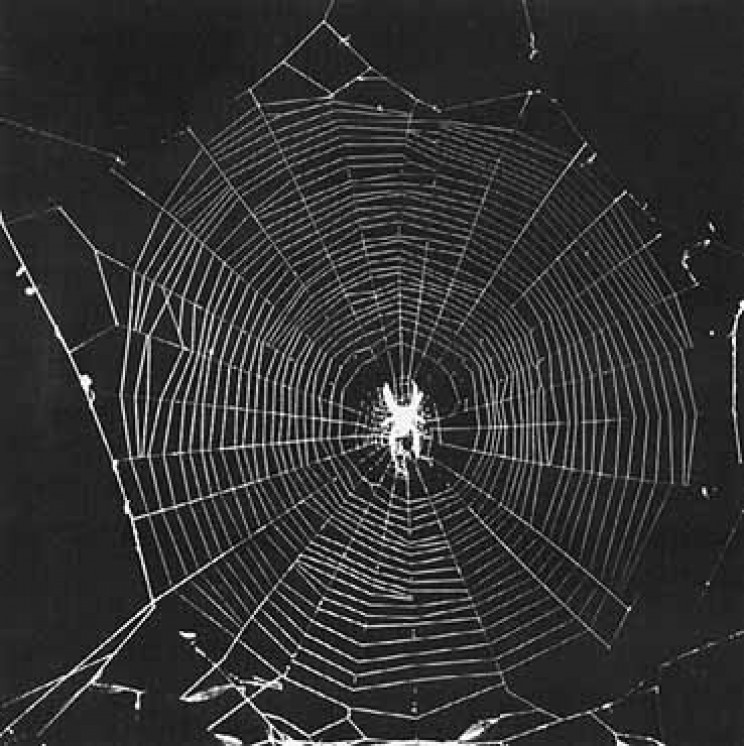 animals in space spiders