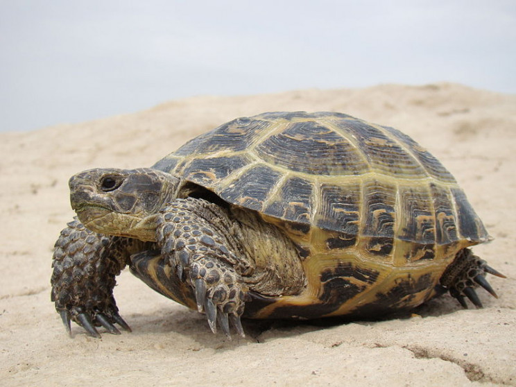 animals in space tortoise